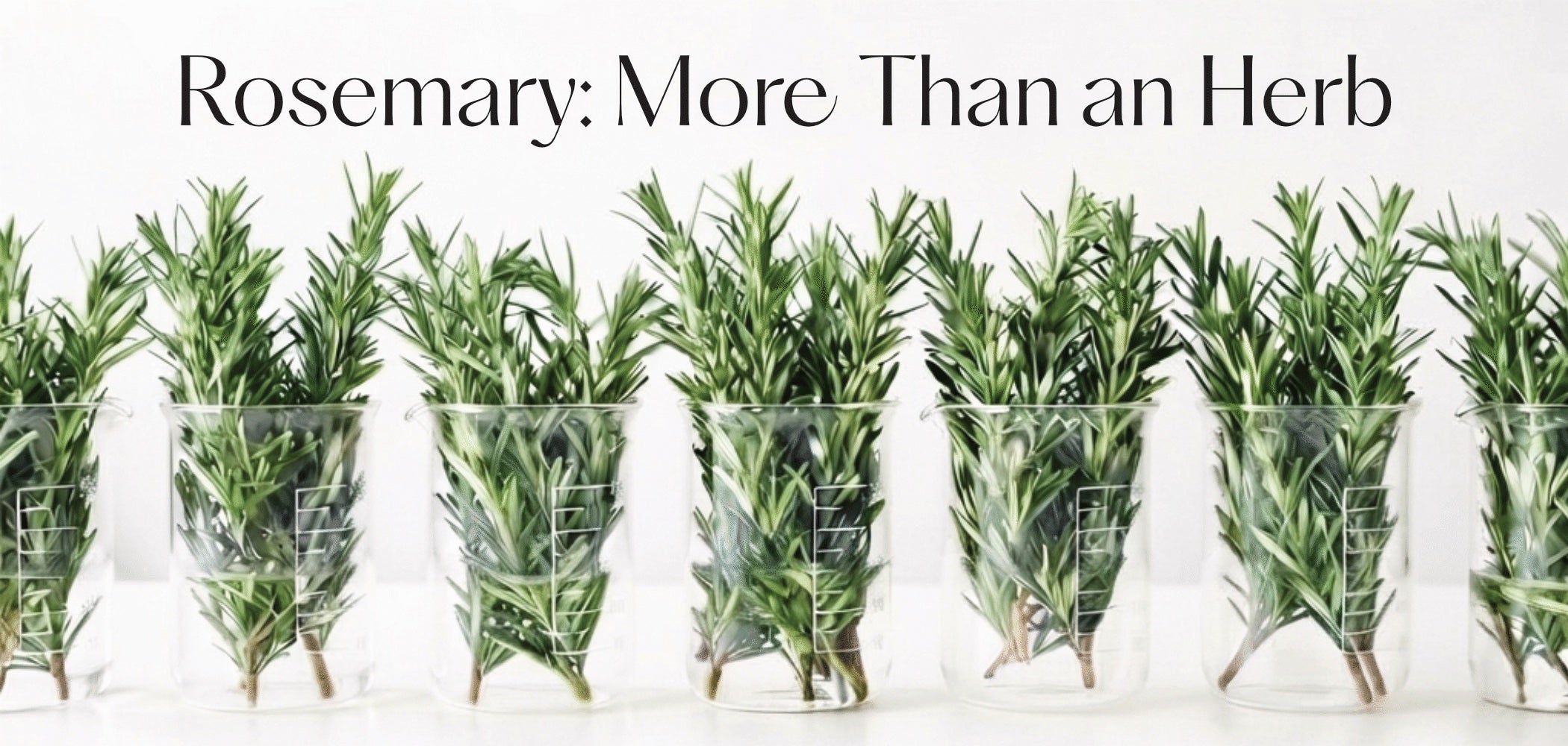 A fragrant botanical story of resilience, renewal, and the intelligence of nature.